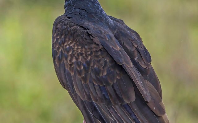 Turkey Vulture reference