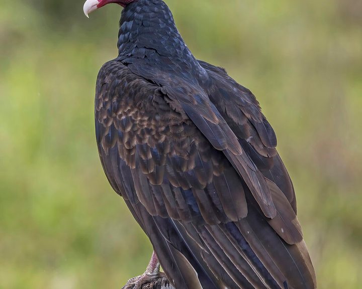 Turkey Vulture