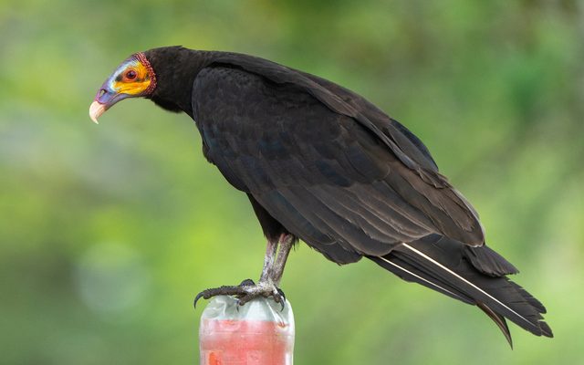 Lesser Yellow-headed Vulture reference