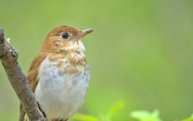 Veery reference