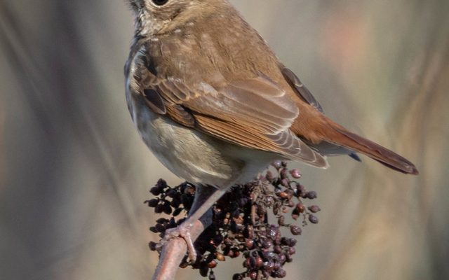 Hermit Thrush reference
