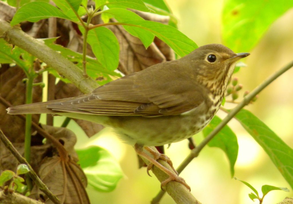 Swainson's Thrush reference