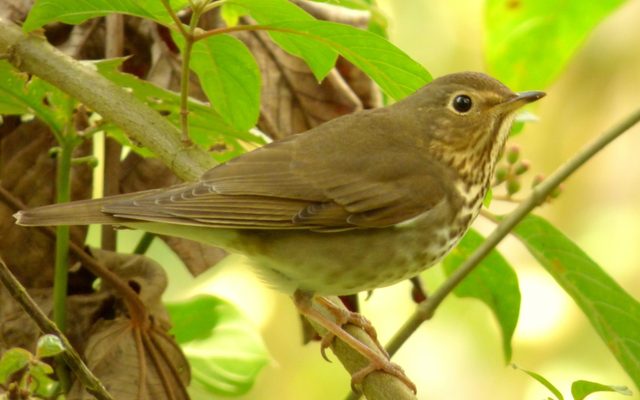 Swainson's Thrush reference