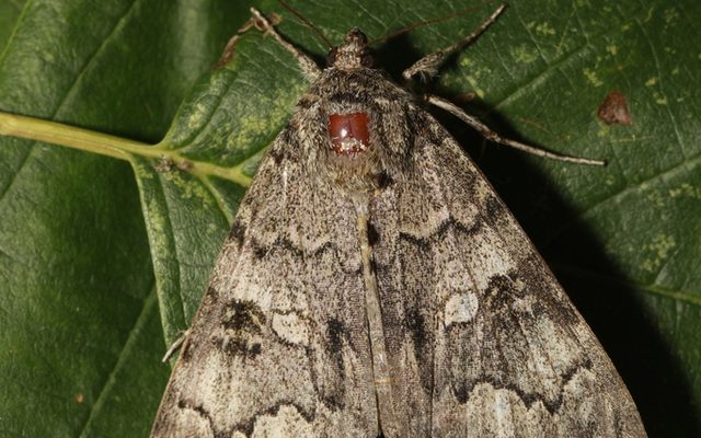Red Underwing reference