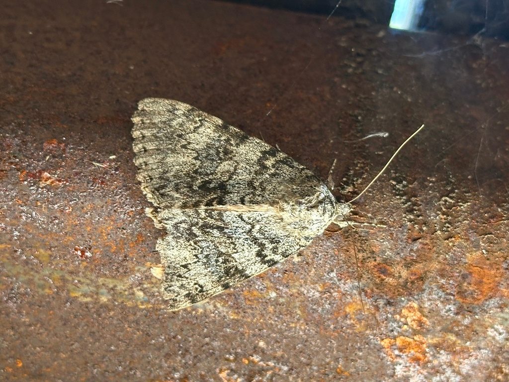 Semirelict Underwing Moth reference