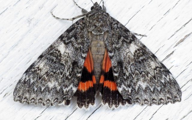 Once-married Underwing reference