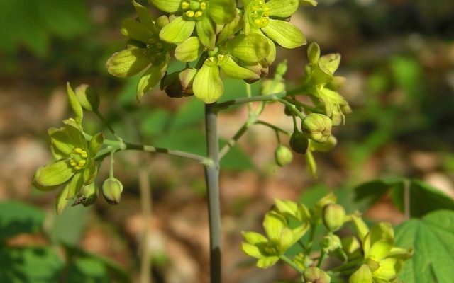 Blue Cohosh reference