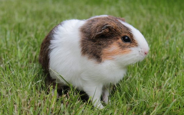 Domestic Guinea Pig reference