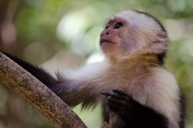 White-faced Capuchin reference