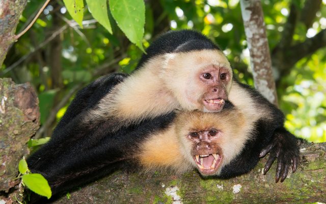 Panamanian White-faced Capuchin reference