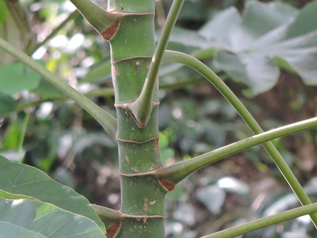 Shielded Trumpet Tree reference