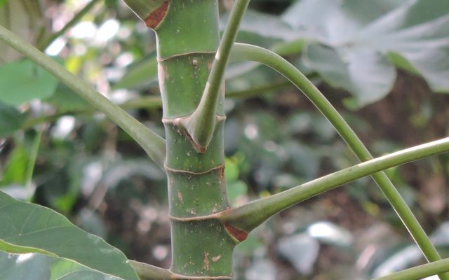 Trumpet Tree reference