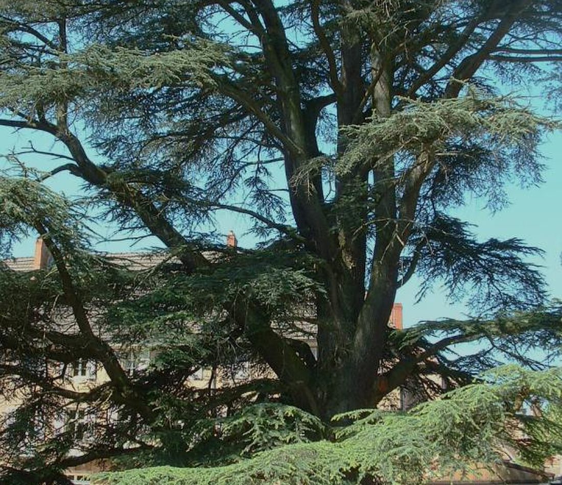 Atlas Cedar reference