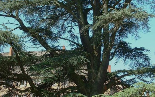 Atlas Cedar reference
