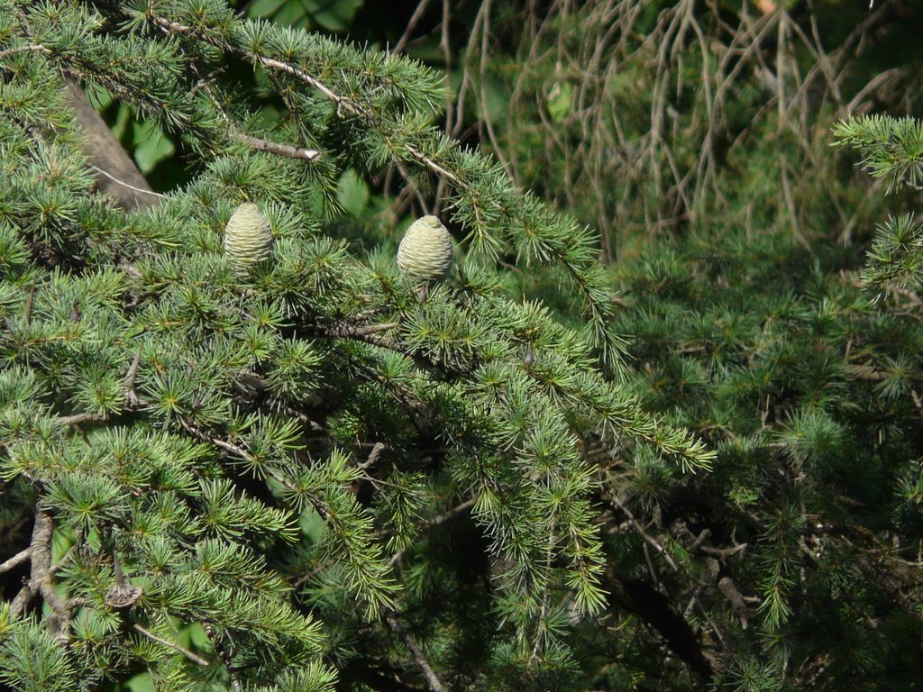 Deodar Cedar reference