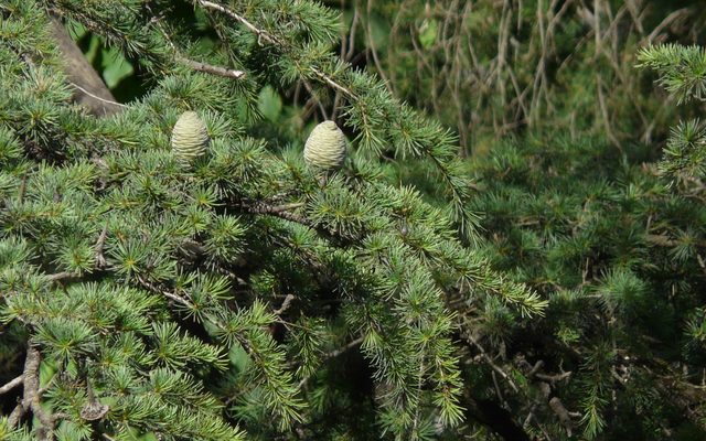 Deodar Cedar reference