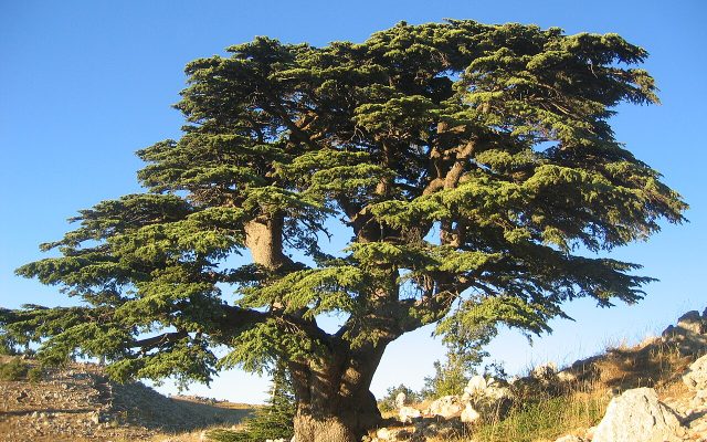 Cedar of Lebanon reference