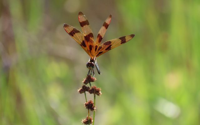 Halloween Pennant reference