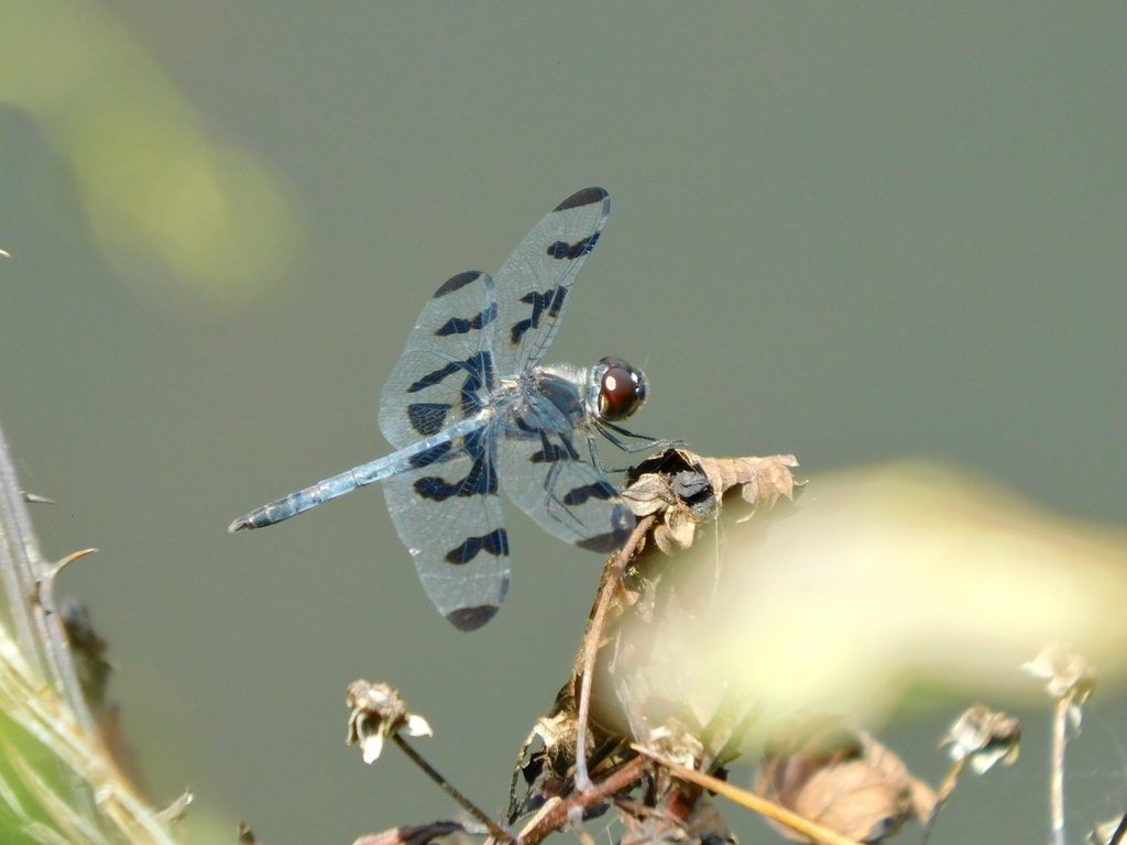 Banded Pennant reference
