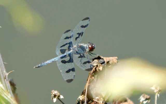 Banded Pennant reference