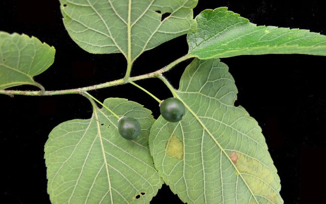 Common Hackberry reference