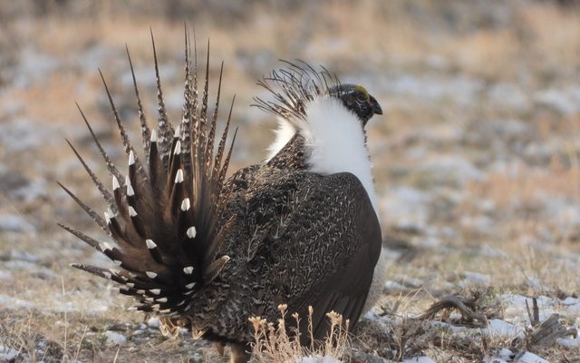 Greater Sage-Grouse reference