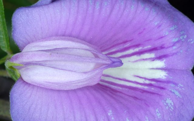 Spurred Butterfly Pea reference