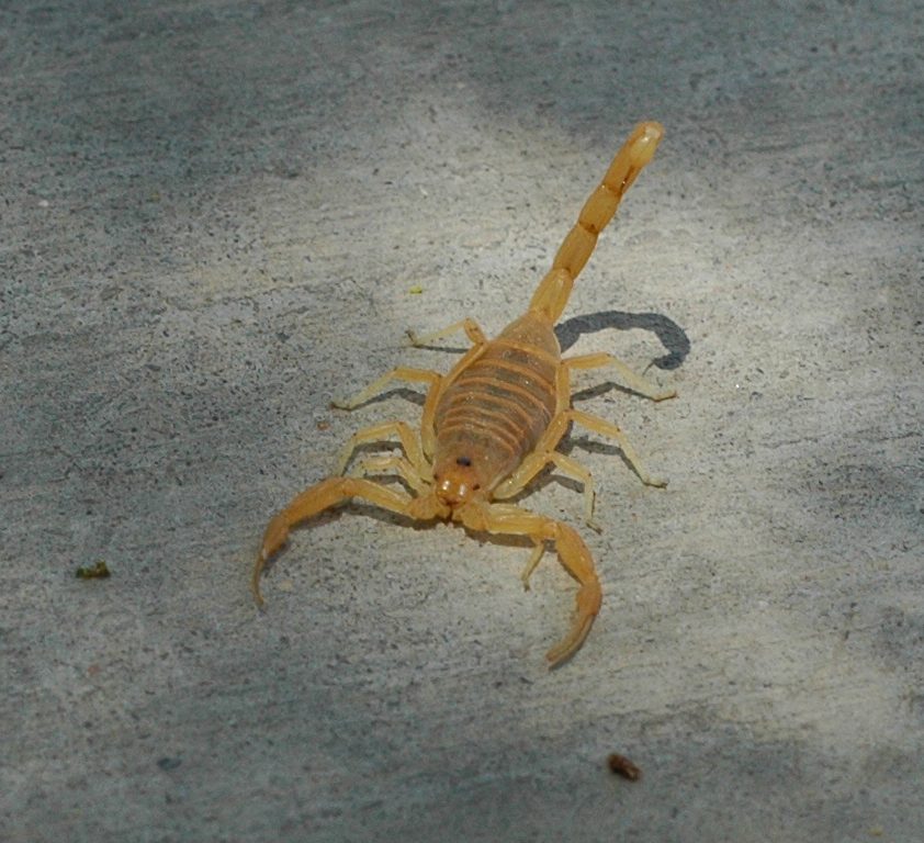 Arizona Bark Scorpion reference