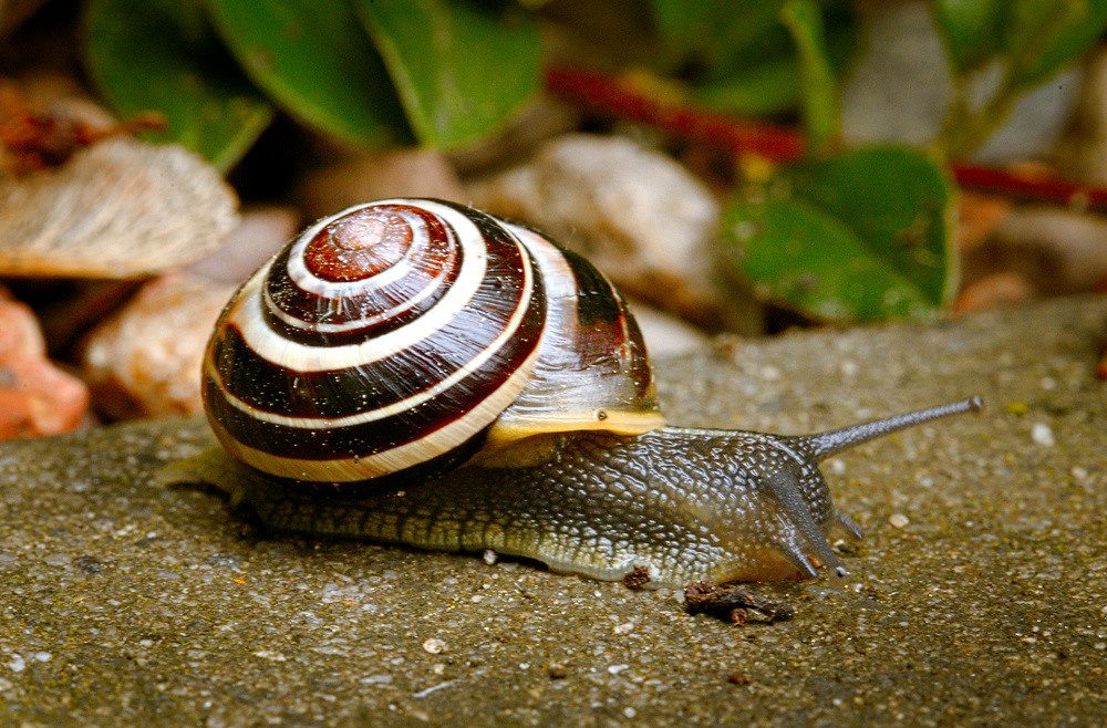 White-lipped Snail reference