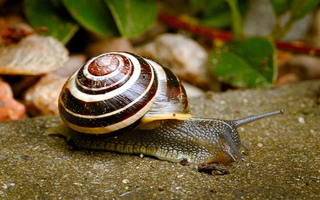 White-lipped Snail reference