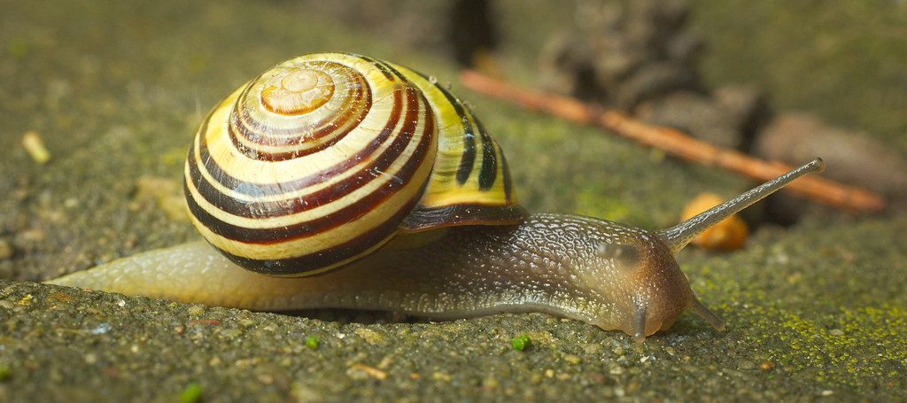Brown-lipped Snail reference