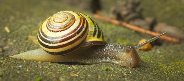 Grove Snail reference