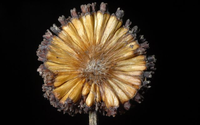 Buttonbush reference