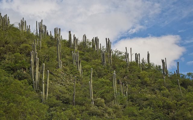 Mexican Old Man Cactus reference