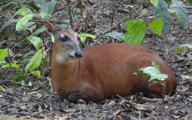 Bay Duiker reference