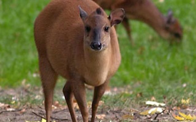 Red Forest Duiker reference