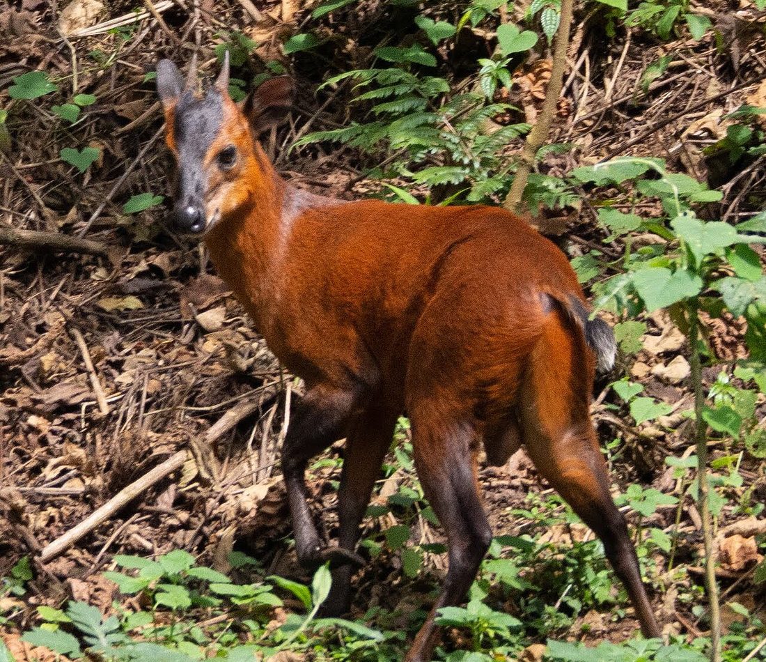Rwenzori Duiker reference