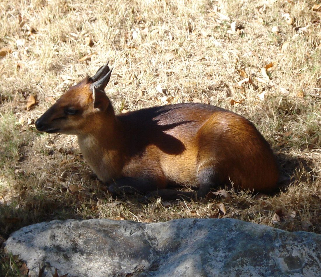 Red-flanked Duiker reference