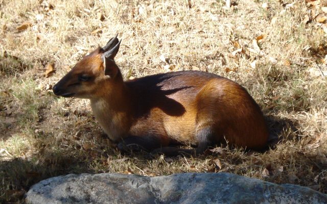 Red-flanked Duiker reference