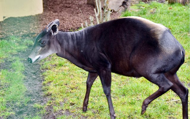 Yellow-backed Duiker reference