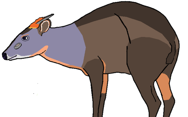 Abbott's Duiker reference