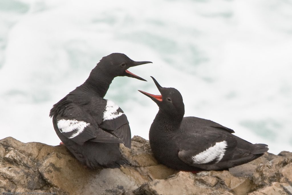 Pigeon Guillemot reference