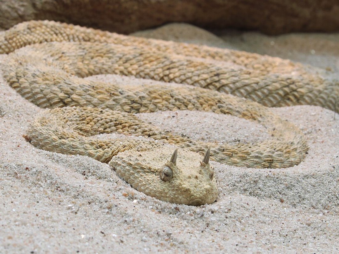 Sidewinder reference
