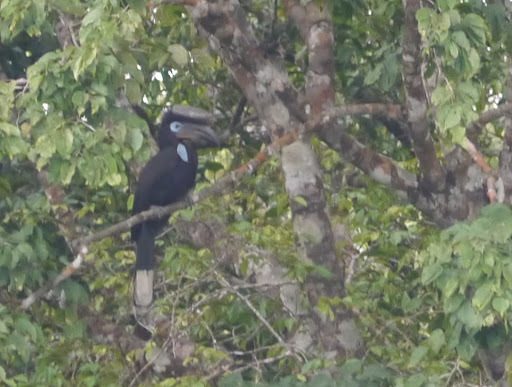 Black-casqued Hornbill reference