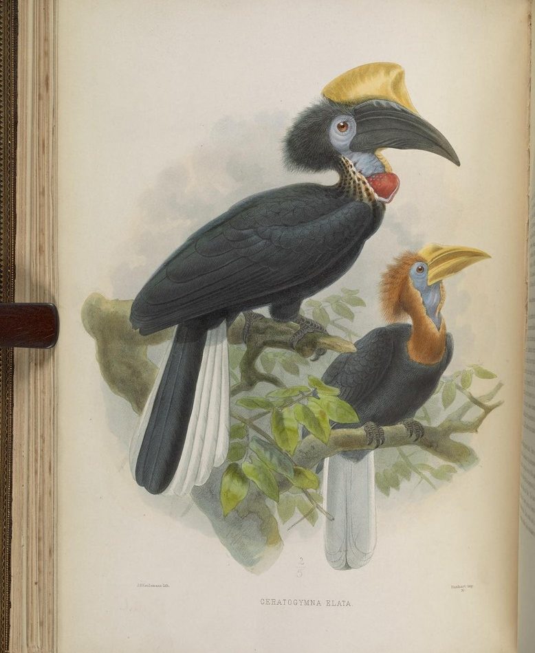 Yellow-casqued Hornbill reference
