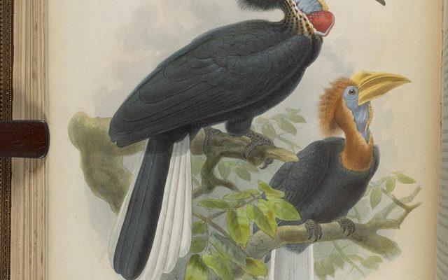 Yellow-casqued Hornbill reference