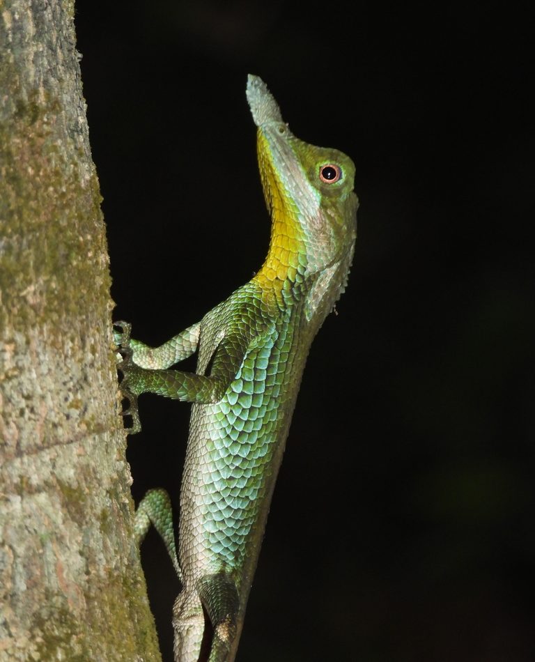 Sri Lanka Horned Lizard reference