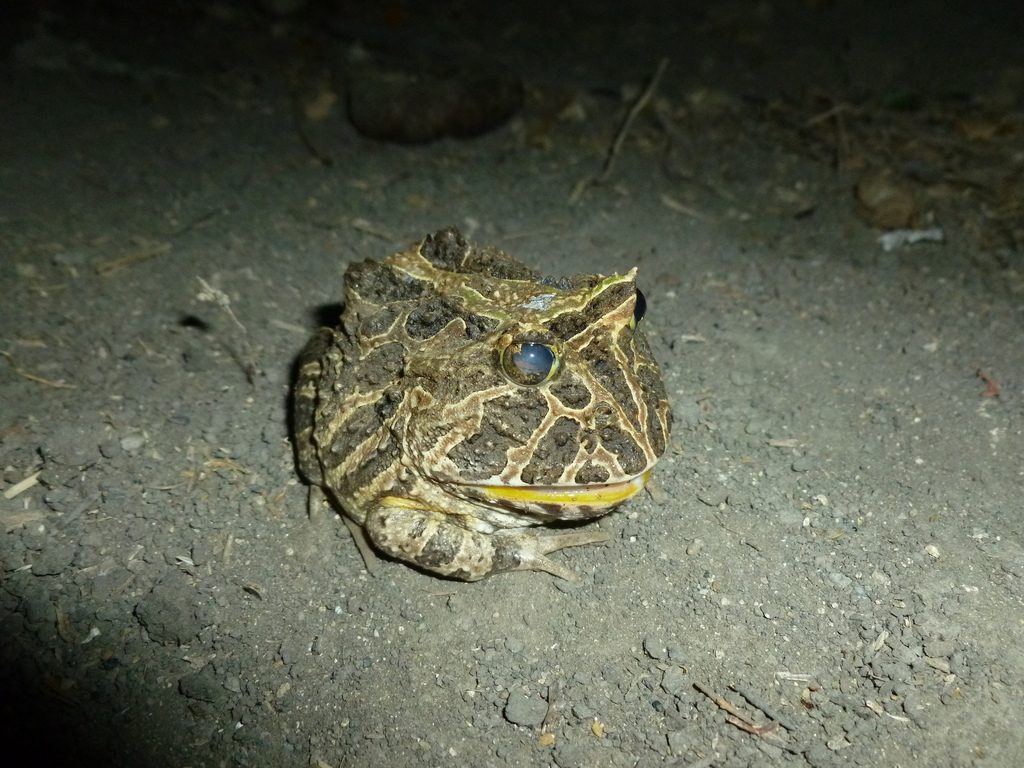 Colombian Horned Frog reference