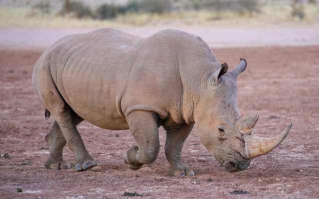 White Rhinoceros reference