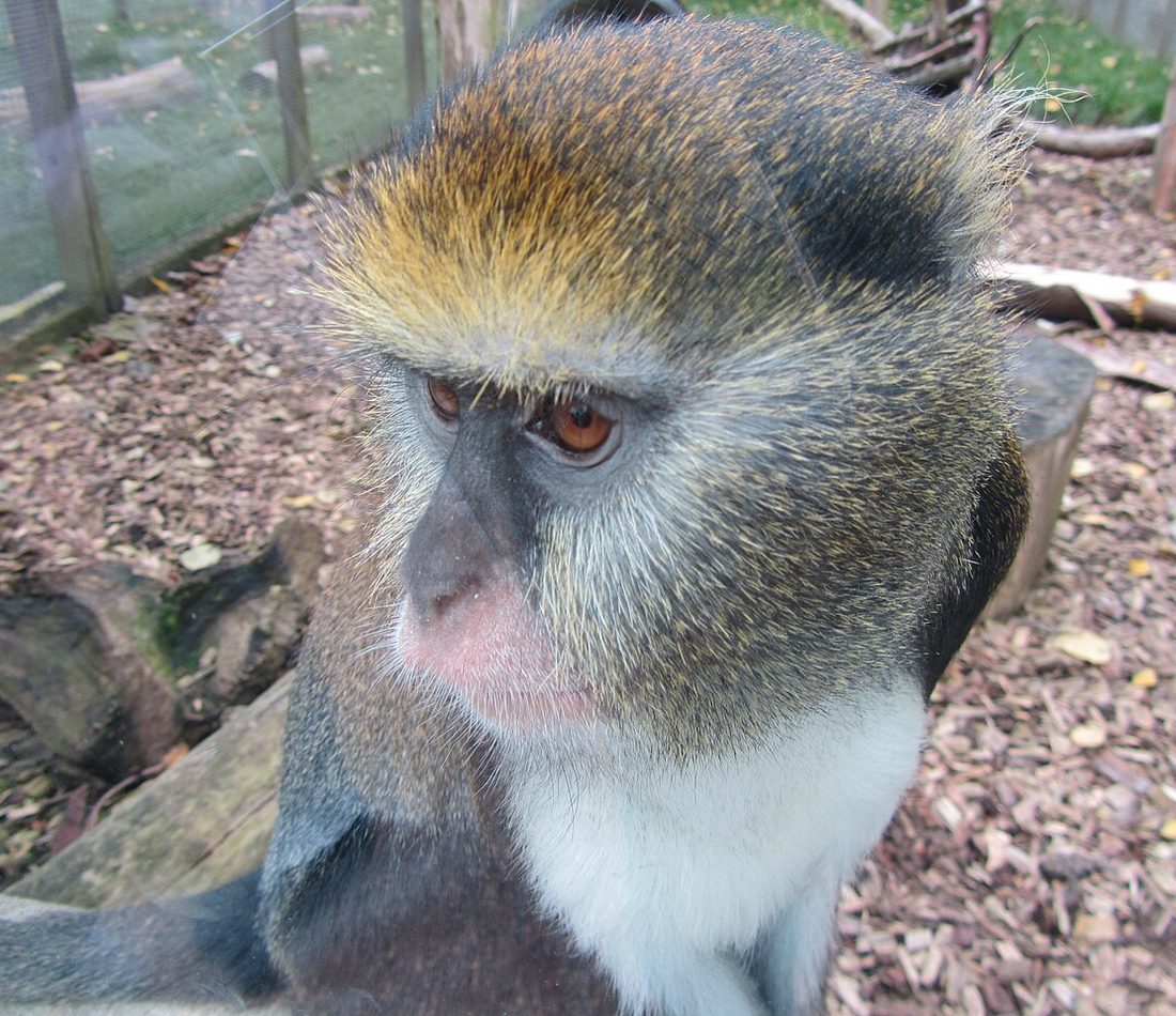 Campbell's Monkey reference